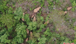 青草在线观看视频,探寻自然之美，共赏生态盛宴