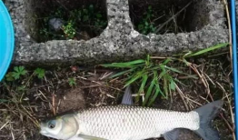 钓草鱼视频,跟随视频学钓鱼